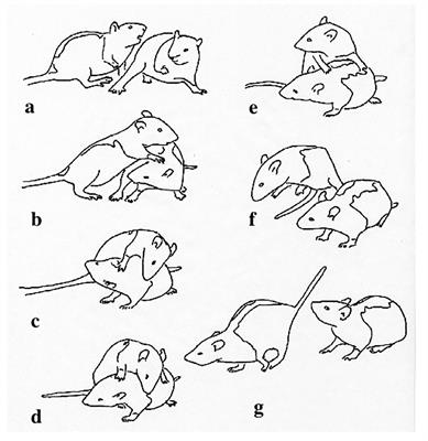 Play fighting revisited: its design features and how they shape our understanding of its mechanisms and functions